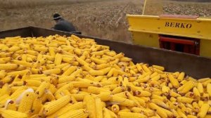 Berba kukuruza 2019 уборка кукурузы в початках 2019