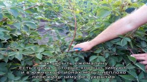 Какой уход за ежемалиной осенью — готовим кусты к зимовке