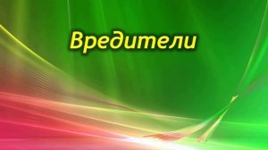 Кислица (оксалис) – проблемы выращивания. Болезни и вредители растения.