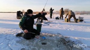 КОРЮХ НЕ ДАЁТ ПОКОЯ!!!ОТЛИЧНАЯ РЫБАЛКА#корюх#рыбалка_на_белом_море#как_ловить_корюха#