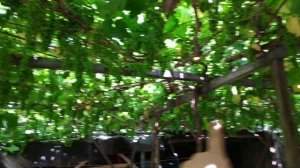 Пергола для винного винограда
