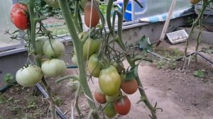 Сорт томата Гусарик 28,07,23