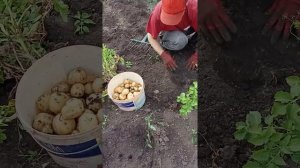 Импала ранний сорт картофеля. Собираем урожай на Урале 22 июля 2021г.