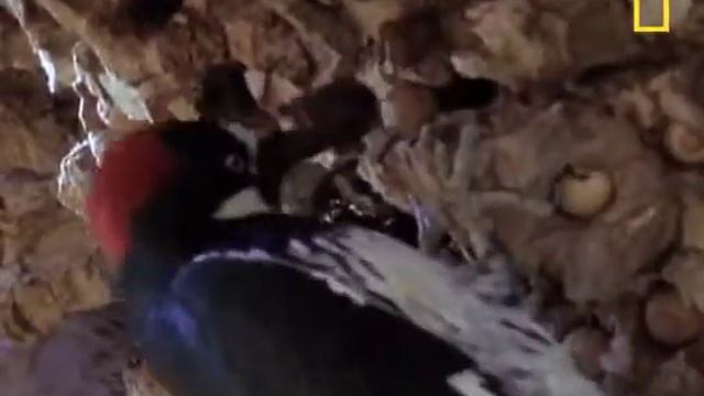 Желудковый дятел смотреть онлайн