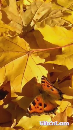butterfly  of the sun   бабочка на солнышке