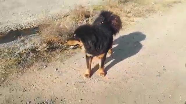 Наш Дружок смотреть онлайн