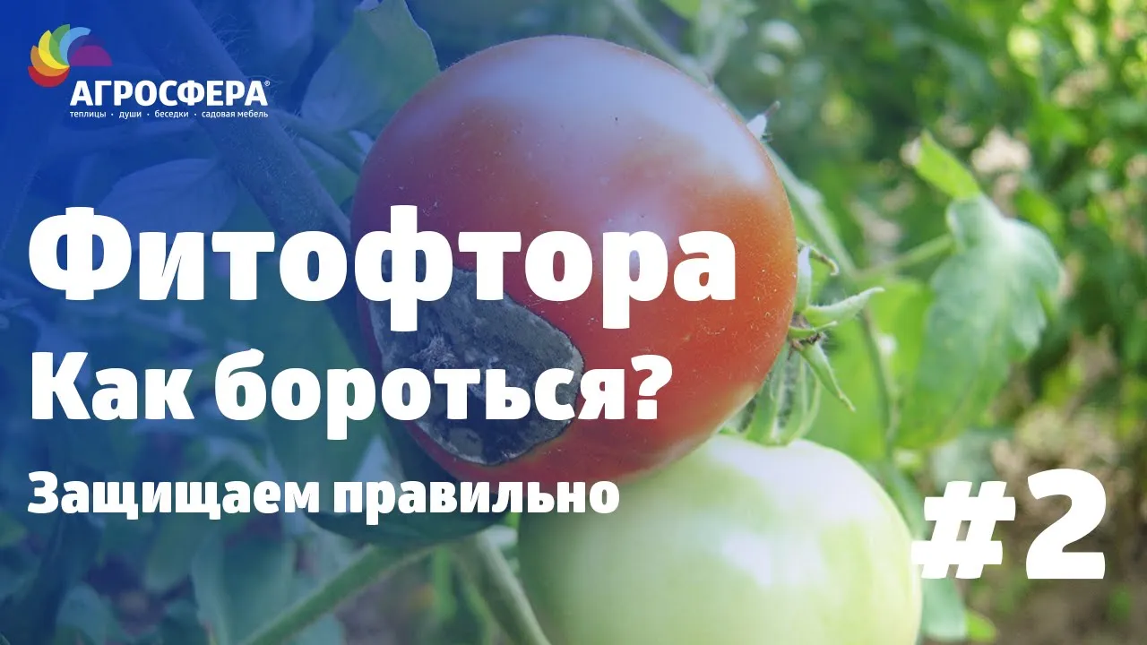 Советы для дачи и сада #2 - как бороться с фитофторой / агросфера.рф смотреть онлайн