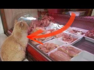 Кот в магазине выпрашивал мясо и куда-то уносил, проследив за ним, люди обнаружили нечто невероятное