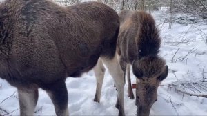 Рацион домашнего лося