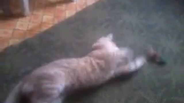 Кошки мышки по настоящему
