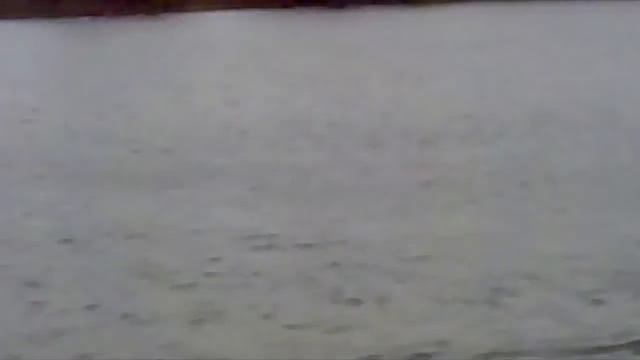 Заплыв донецких медведей на дистанцию 400 м. смотреть онлайн