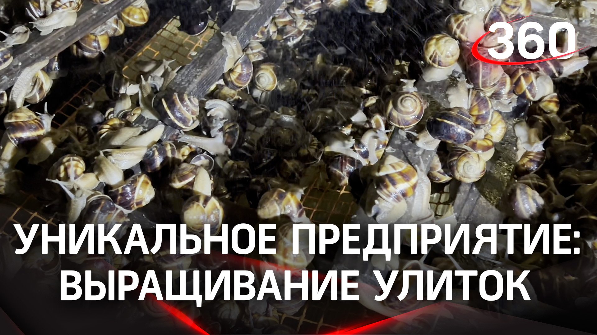 Вкусный деликатес: этапы подготовки улиток перед их употреблением. Выращивание улиток в Подмосковье