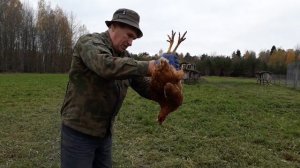 Лечение зоба у курицы