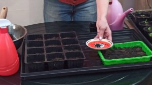 Как сеять лук семенами