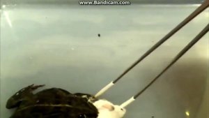 Жаба мышь сьела
