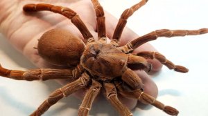 Гигантские пауки птицееды мощь и изящество животного мира. Pelinobius muticus