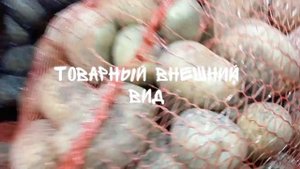 Картофель сорта "Мелодия"