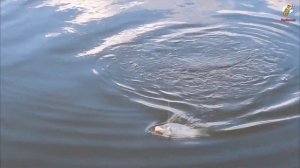 Наживка на Карася Осенью. На что ловить Карася в осенний период.