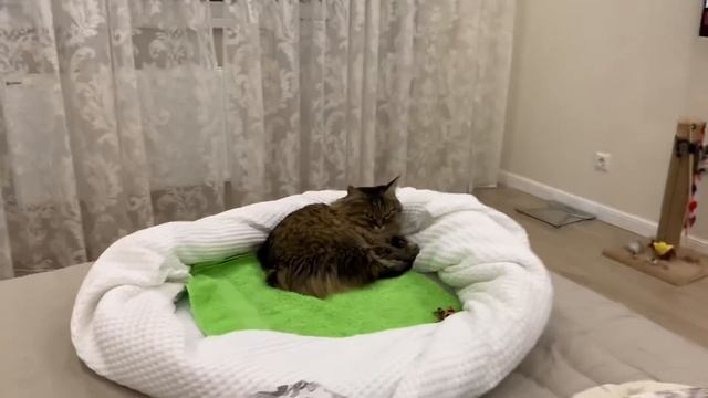 ВЛОГ Нарядили ЁЛКУ ! Выбираем новогодние игрушки ! Скоро НОВЫЙ ГОД ! смотреть онлайн