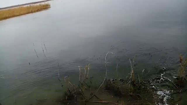 ЭТИ ЩУКИ РВУТ ЛЕСКУ! Рыбалка на СПИННИНГ и ПОСТАВУШКИ. Ловля ЩУКИ на живца. смотреть онлайн