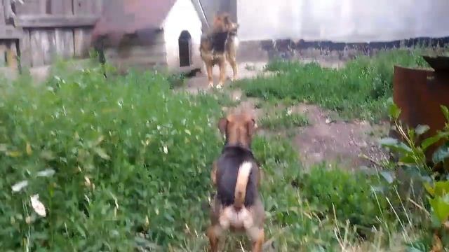 Рекс заболел? Летали на ковре? смотреть онлайн