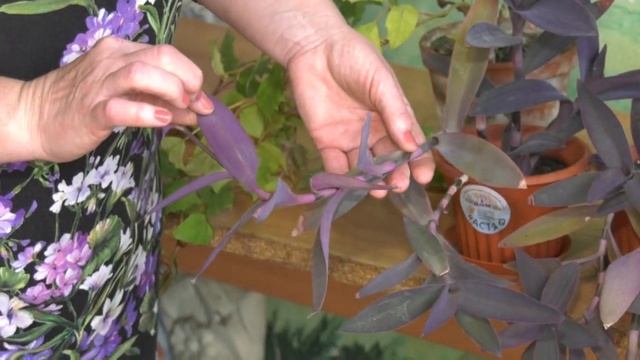 У Дачи Ампельные комнатные растения