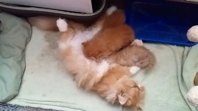 Первый прикорм персидских котят смотреть онлайн