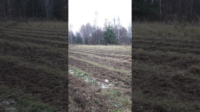 Подзимний посев семян цветов список в описании