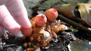 Calostoma cinnabarinum / Stalked puffball-in-aspic / Gelatinous stalked-puffball