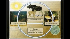 Окружающий мир 3 класс ч.1, тема урока "Великий круговорот жизни", с.118-120, Школа России.