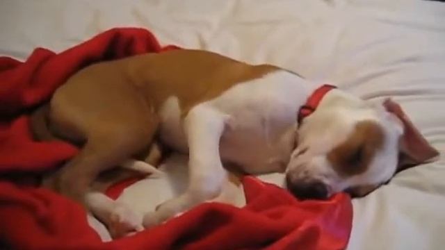 Прикольное видео.Страшный сон собаки.Bizkit the Sleep Walking Dog смотреть онлайн