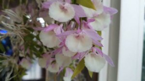 Dendrobium aphyllum x Dendrobium loddigesii.