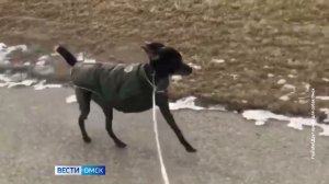 Бывший подопечный приюта "Друг" - пес Кирилл передаёт привет омским волонтерам из Канады