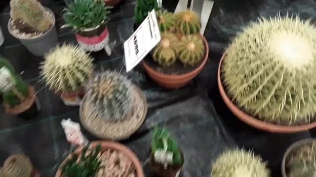 Декоративно - Лиственные Комнатные Растения OBI Мега Парнас Санкт - Петербург 01 августа 202 смотреть онлайн