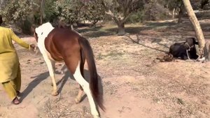 Donkey meeting first time big horse crossing
