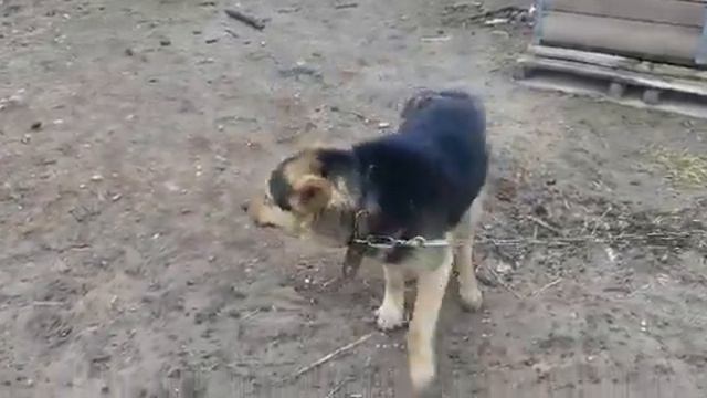 Братан ходит 1 смотреть онлайн