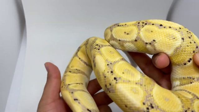 Quick Look At The CORAL GLOW Ball Python Morph!