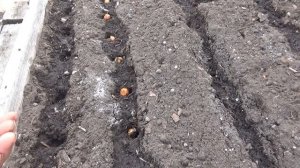 У нас на грядках совмещённые посадки.