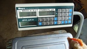 Бройлер РОСС 308 - 45 дней // Жизнь в деревне //