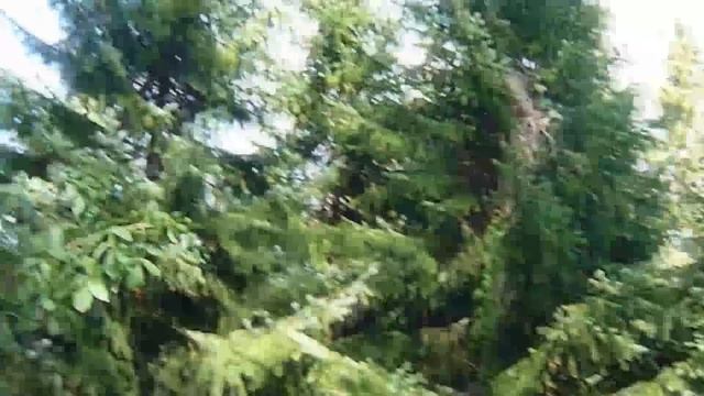 ТОП 10  хвойных растений в ландшафтном дизайне | Семейство сосновые