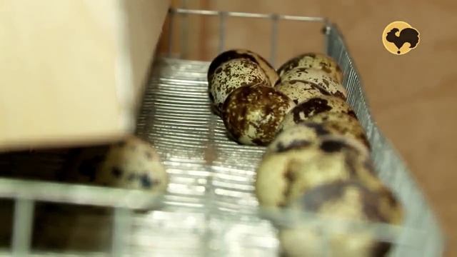 Перепелка: Породы и особенности разведения
