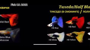 Основные породы гуппи. Кто живет в нашем травнике?