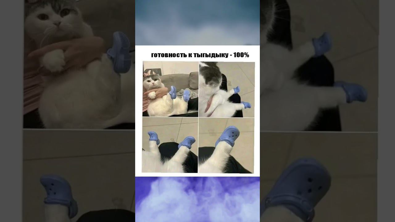#актив #юмор #приколы #доброеутро #meme #позитив #cat #добрыйвечер