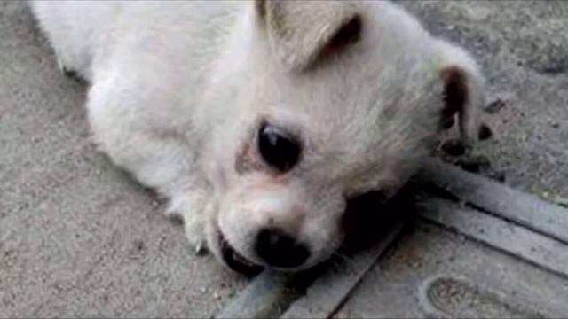 Щенок не хотел отходить от люка. Узнав причину хозяин ОПЕШИЛ! смотреть онлайн