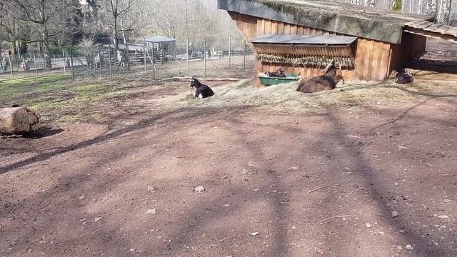 Поездка в зоопарк города Neunkirchen смотреть онлайн