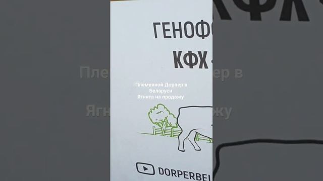 +375296554488 Дорпер продажа ягнят и баранов производителей