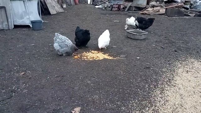 Порода кур кохинхин !!!