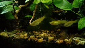 Аквариум куб 60 литров до изменения оформления