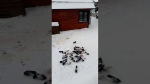 Кировоградские голуби. Сергей.