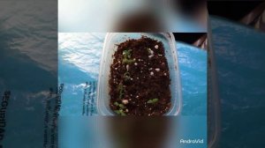 Посев вербены и ее пикировка.